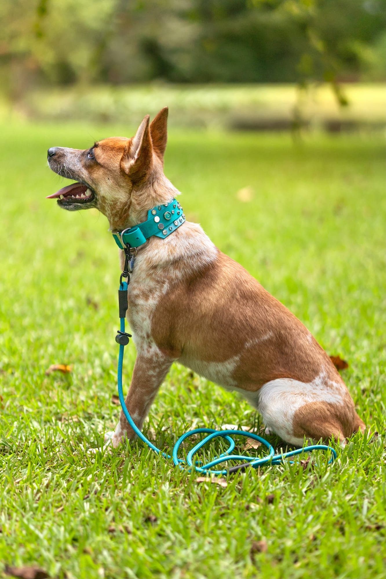 Red and white cattle dog sitting in grass with mouth open, wearing a studded teal paracord slip collar with a matching leash coiled beside it