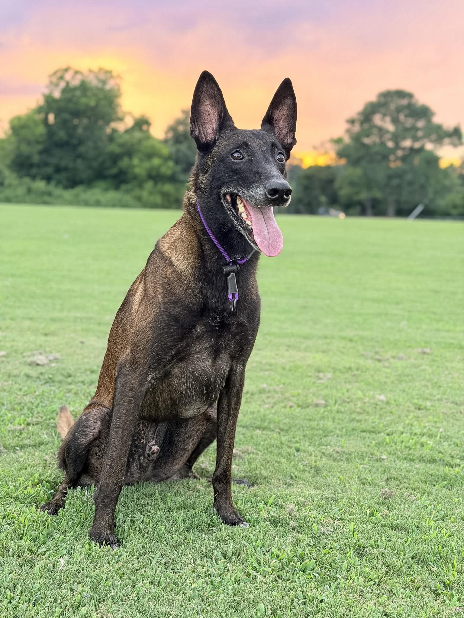 Belgian Malinois wearing a purple paracord collar, sitting in a field at sunset