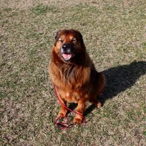 Fluffy reddish-brown dog sitting on grass, wearing a red paracord slip leash