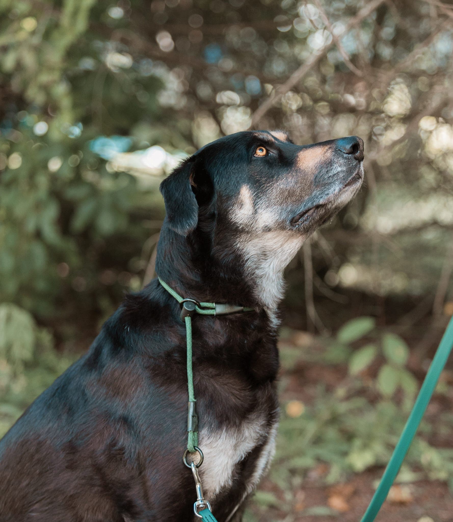 Black and tan dog wearing a green paracord slip collar, looking up in the woods