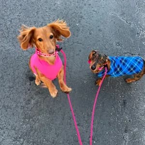 Two Dachshunds in sweaters, one gold and one dark brown, both on pink paracord leashes