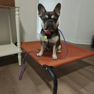 French Bulldog sitting on an orange platform indoors, wearing a purple paracord leash and red collar