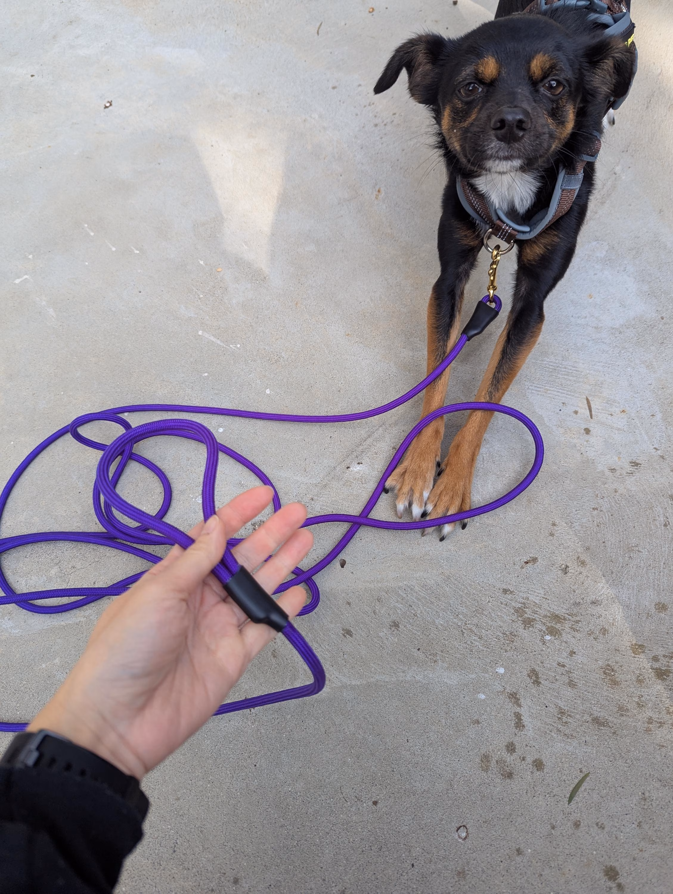 Black and tan dog on a walk, held on a coiled purple paracord long line