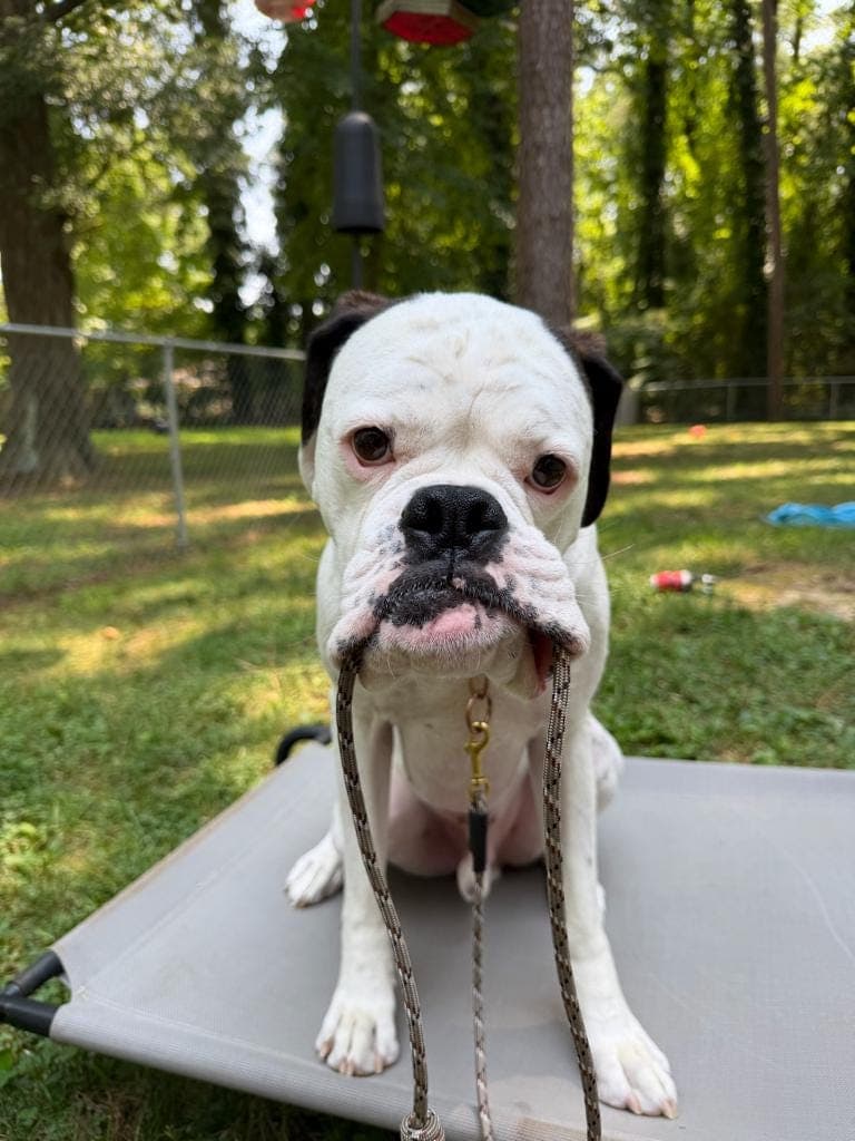 White dog with dark ears holding a paracord leash in its mouth on an outdoor platform