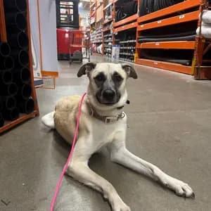 Tan dog with dark ears lying on the floor of a hardware store, wearing a pink paracord leash