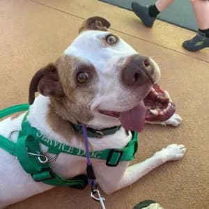 Customer's service dog wearing a Chaotic K9 Creations leash