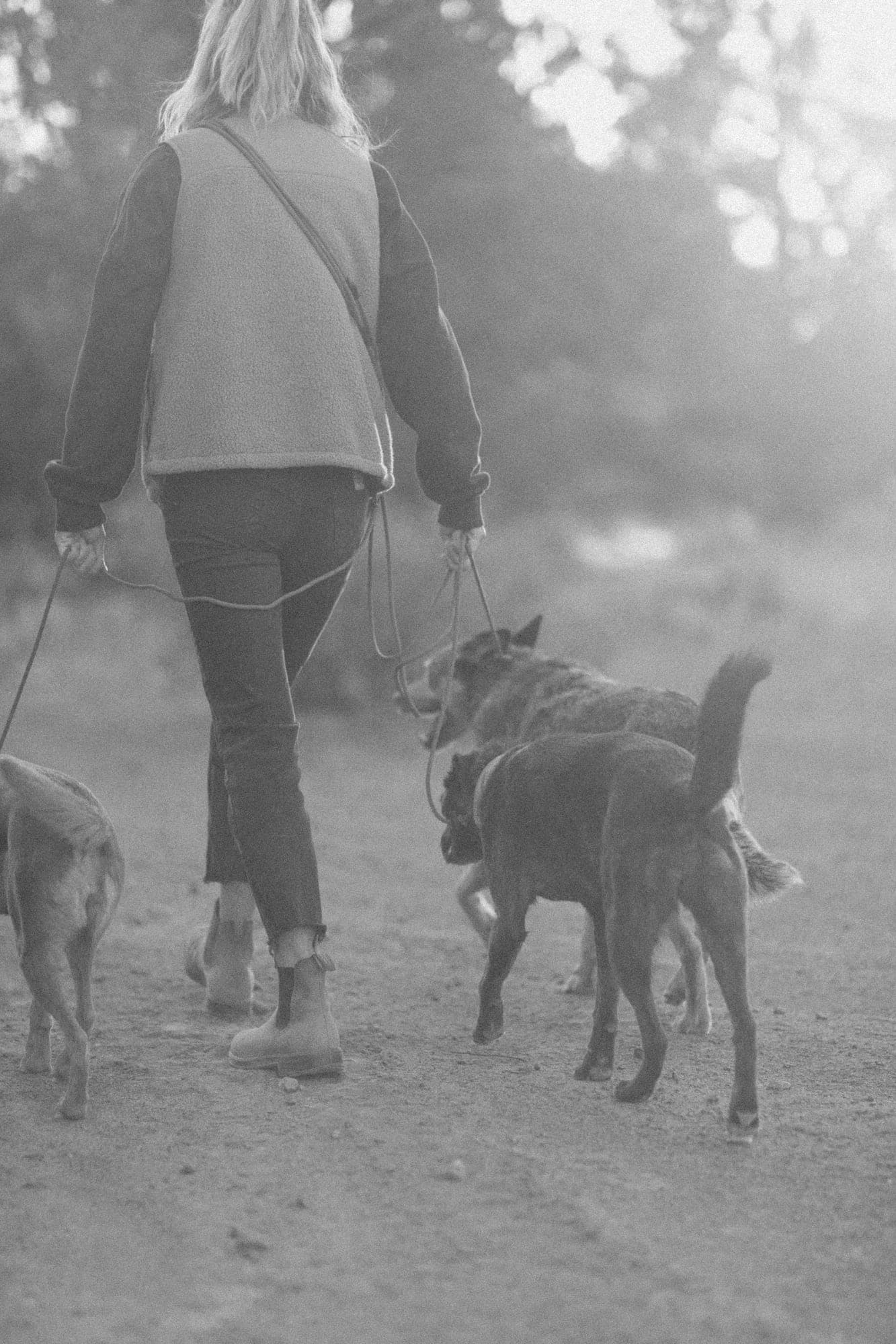 Hands-free paracord slip leash worn across the body while walking dogs, seen from behind, thumbnail