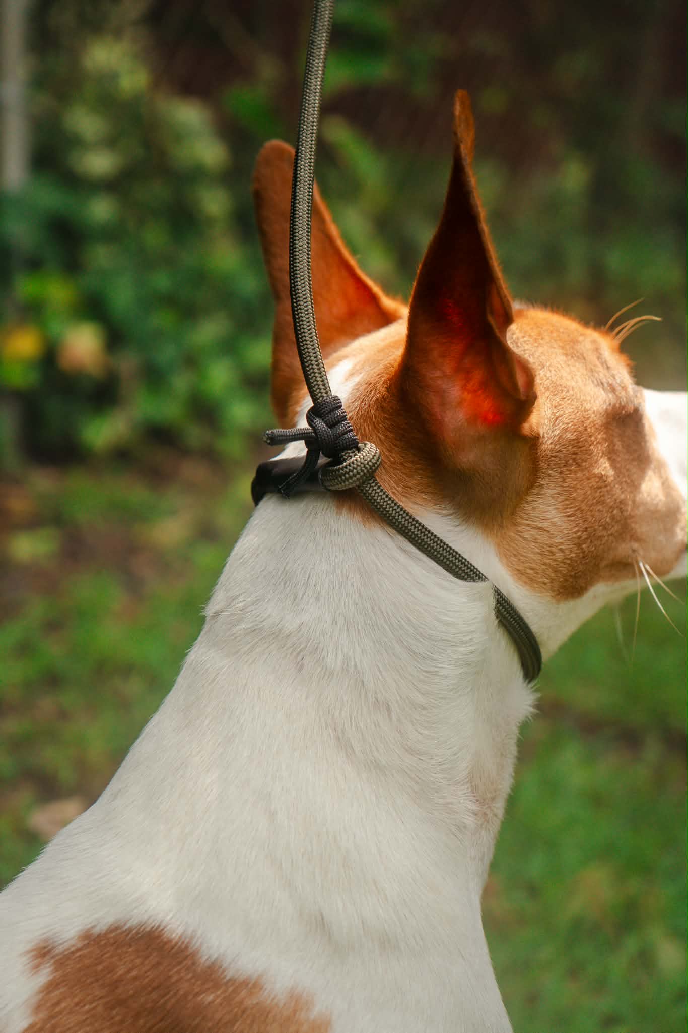Metal-free paracord slip leash around a white and tan dog's neck, thumbnail