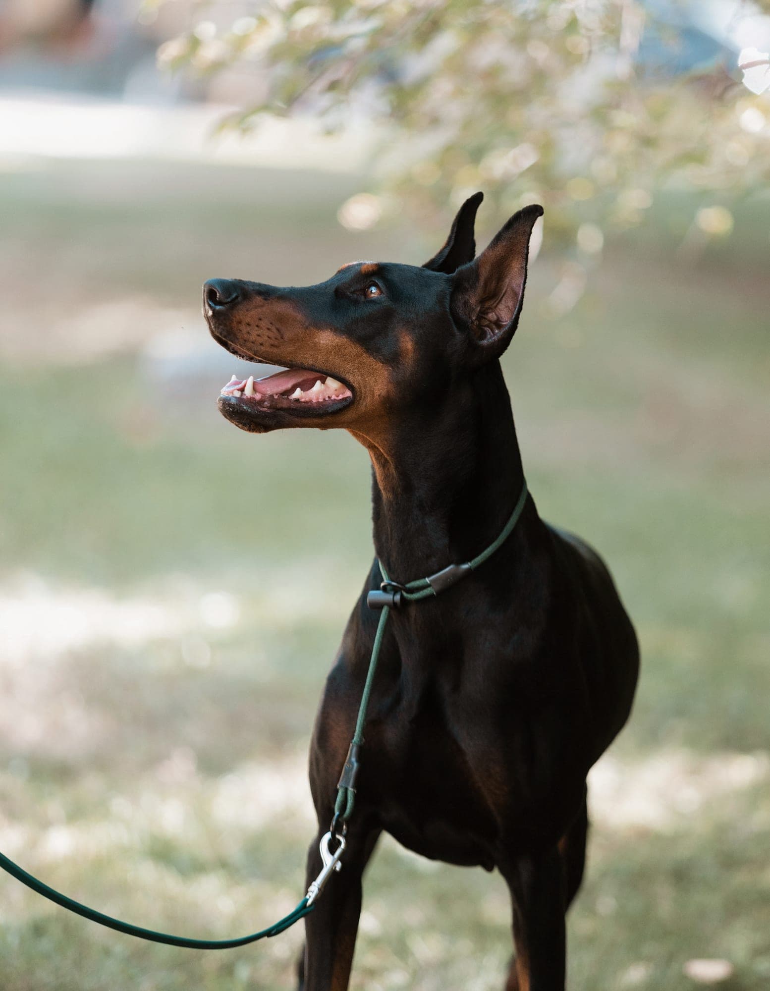 Black and tan dog wearing a dark green paracord slip collar with a matching leash, thumbnail