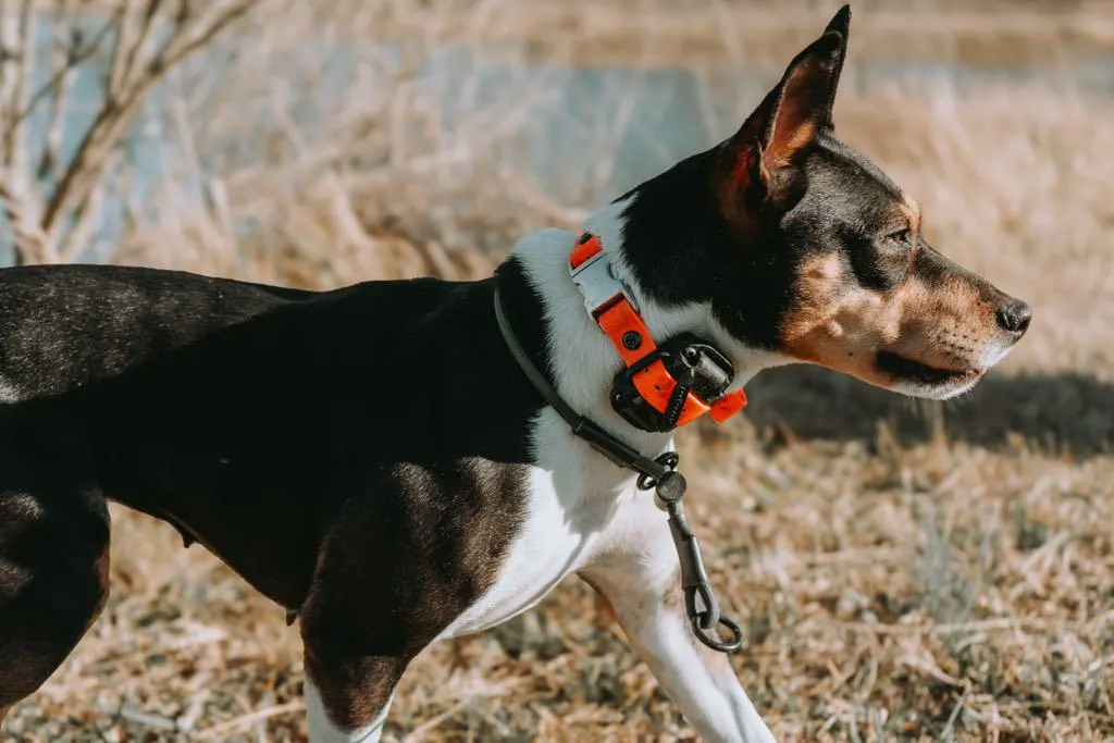 Tricolor dog standing in a field wearing a dark paracord slip collar, thumbnail