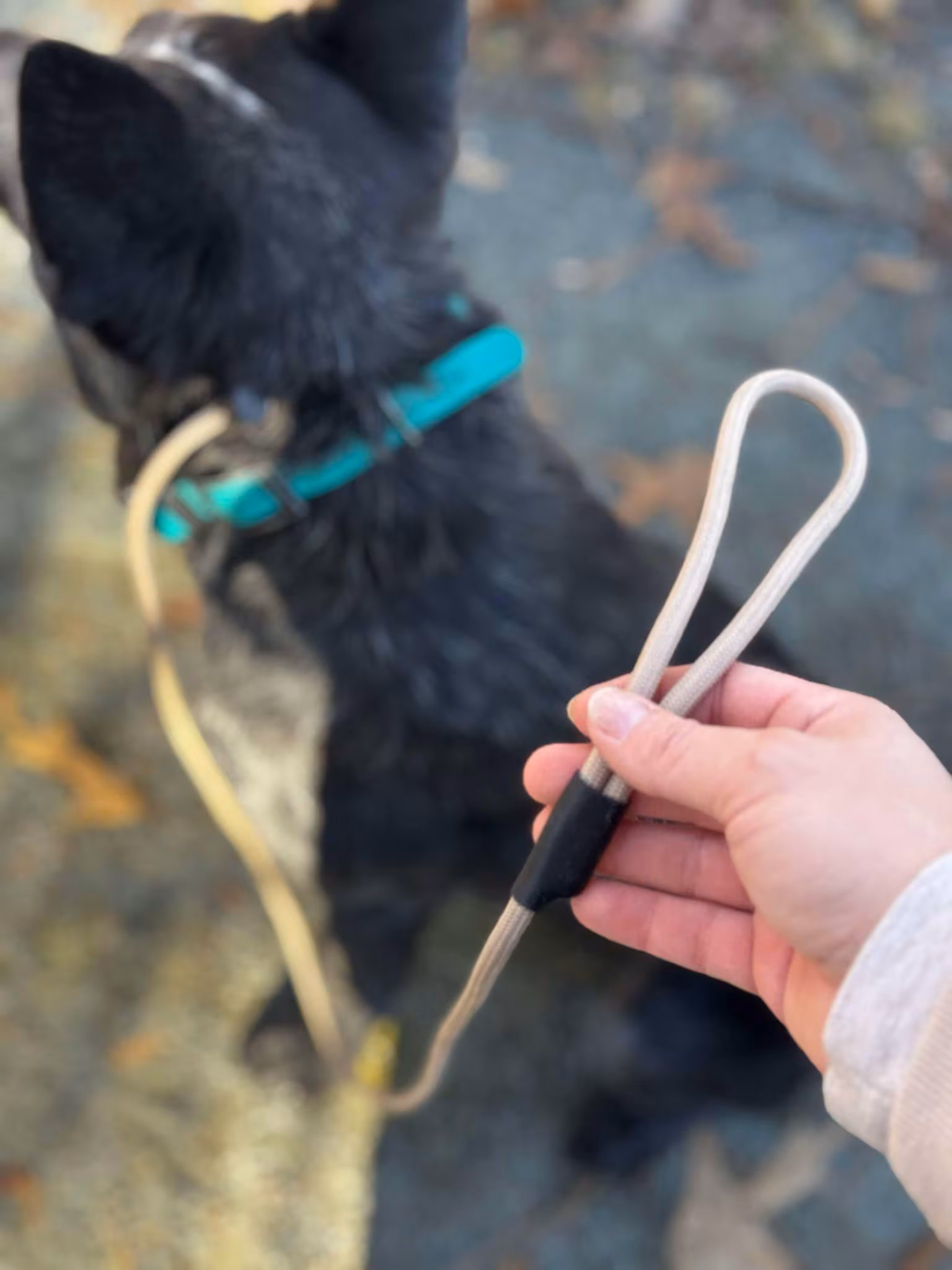 Handmade Paracord Slip Leash, In Use thumbnail