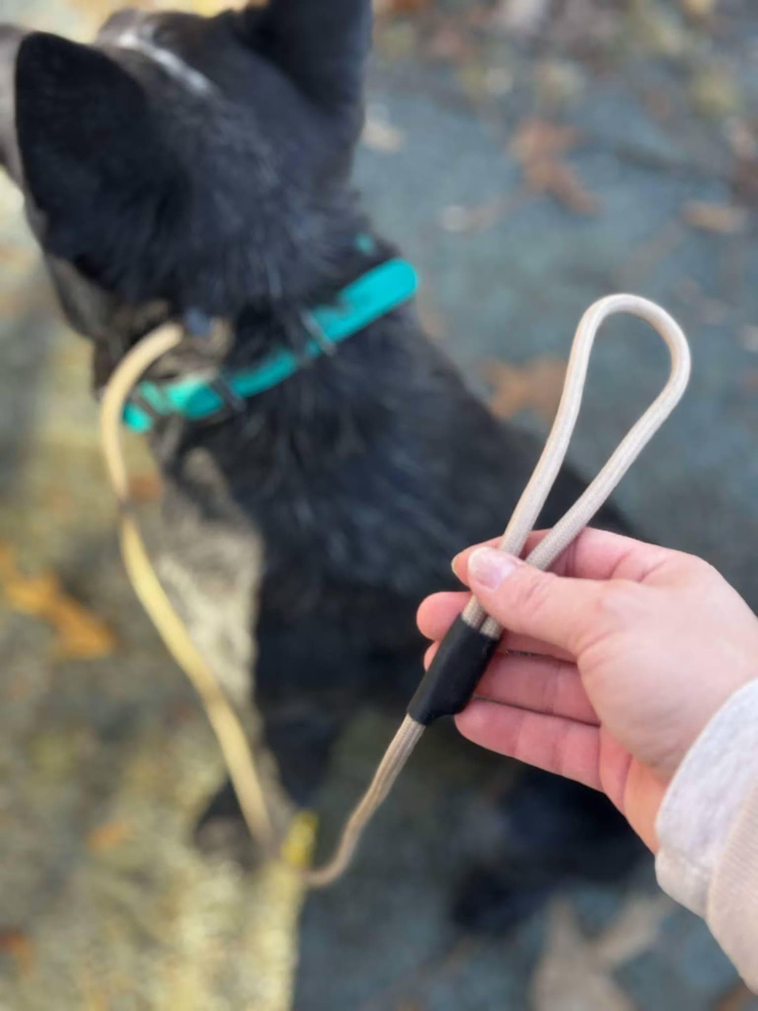Hand holding the loop handle of a cream paracord slip leash on a black dog, thumbnail