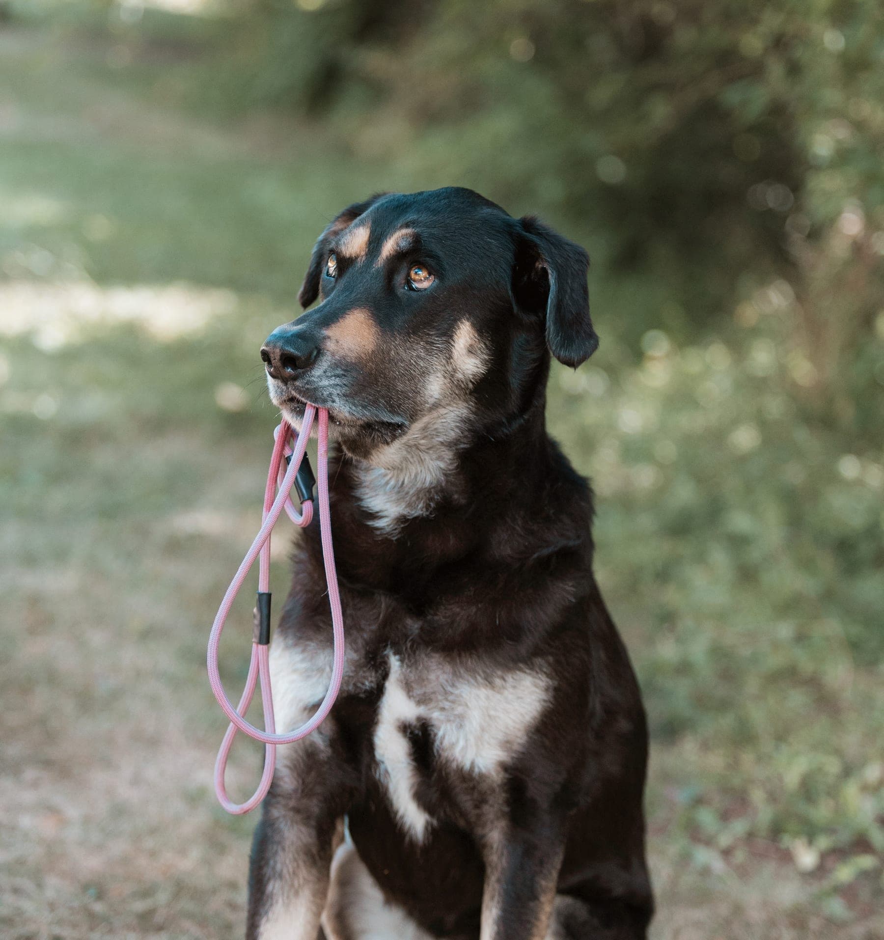 Black and tan dog sitting outdoors with a pink paracord slip leash in its mouth, thumbnail