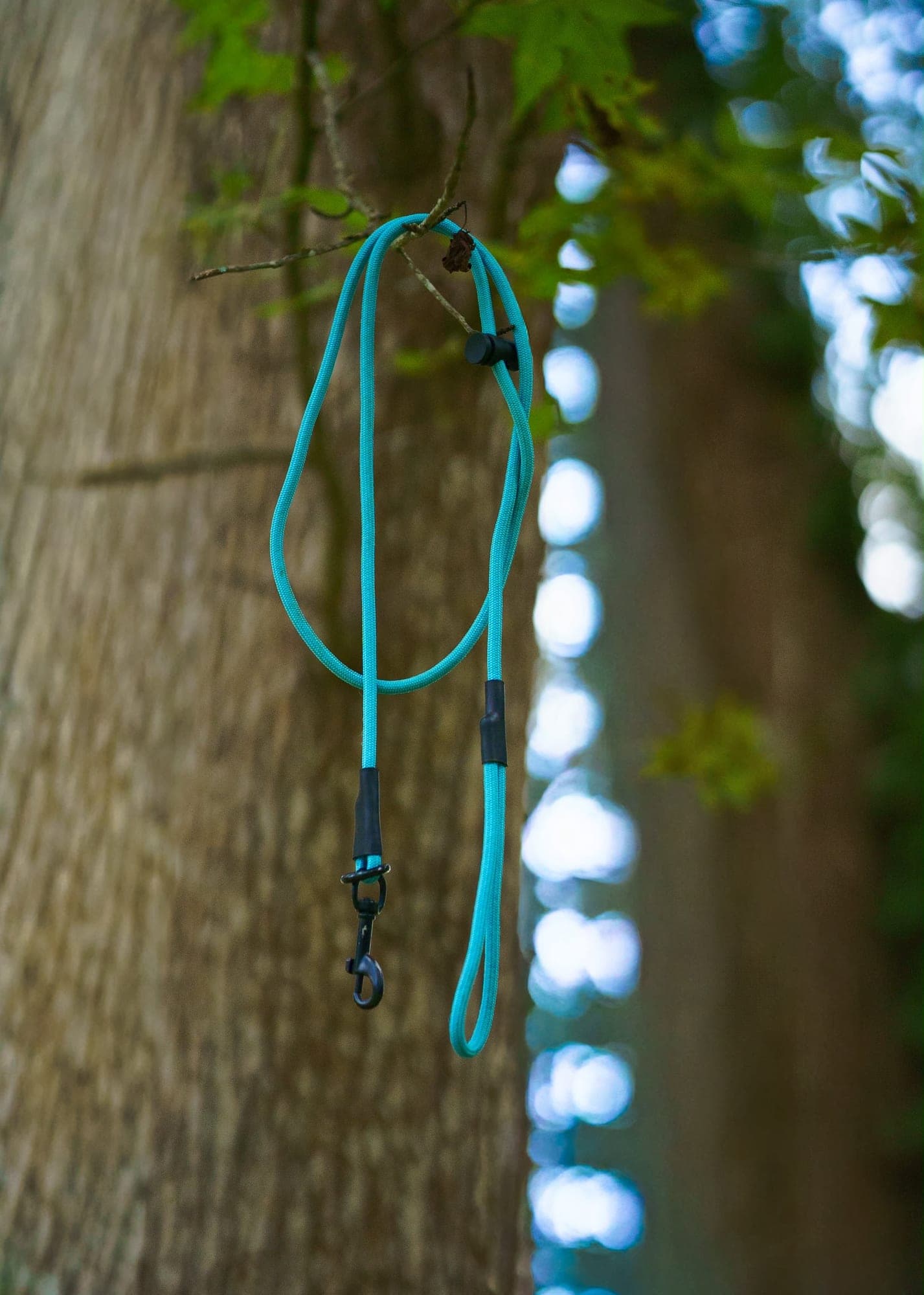 Teal paracord slip leash with a clip, hanging from a tree, thumbnail