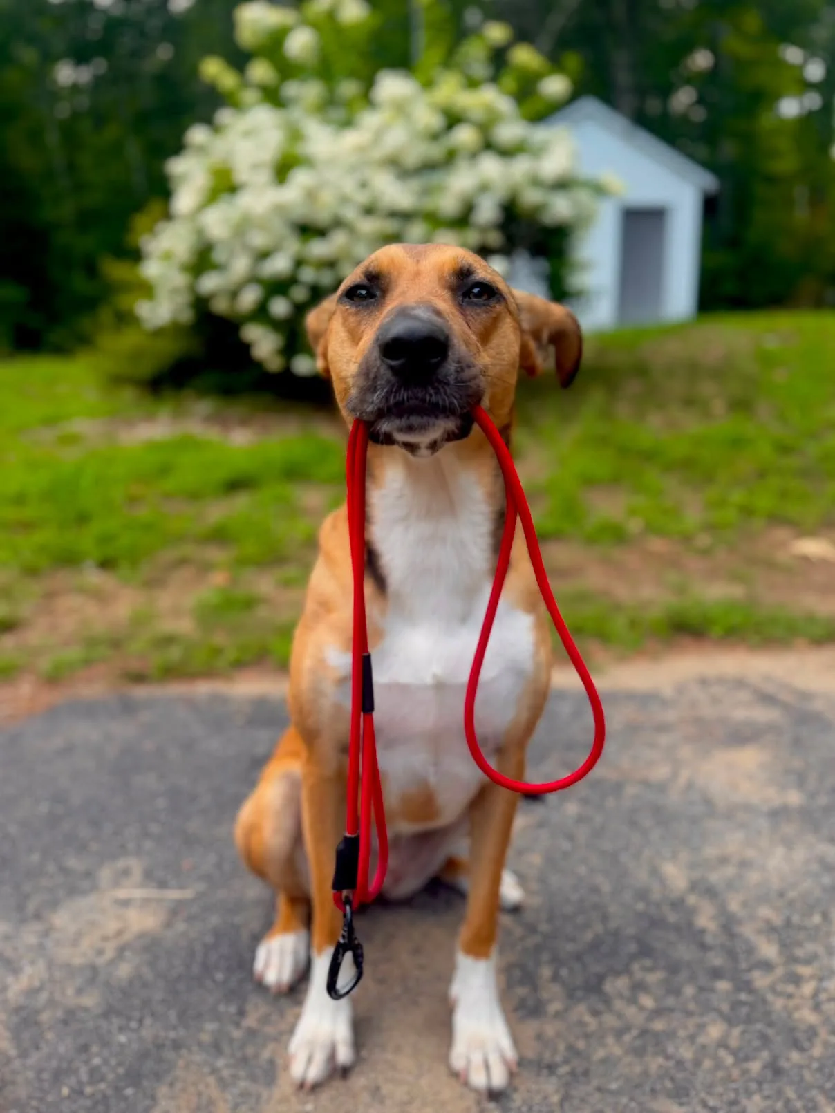 Tan and white dog sitting with a red paracord leash in its mouth, thumbnail