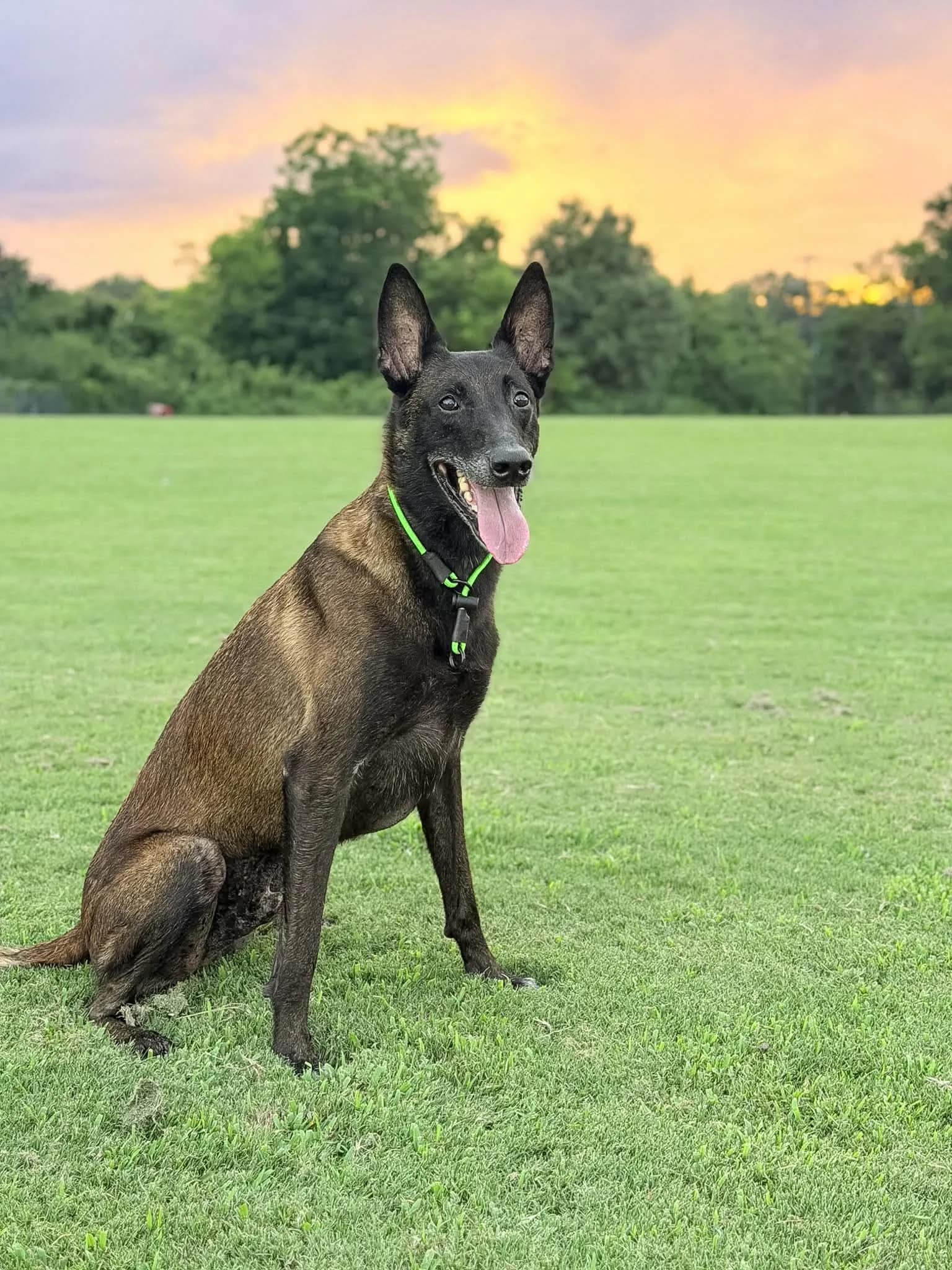 Belgian Malinois sitting in a field at sunset wearing a neon green slip collar