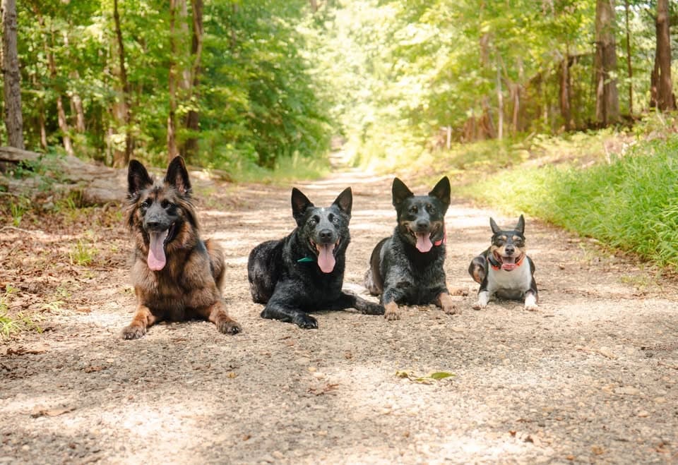 Kylie & Spencer's four dogs lying together on a wooded trail